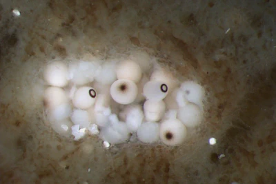 Heron Island Sampling Oct/Nov 2025 featured image