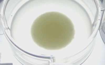 GlySelf - The sweet origin of the animal "self" featured image