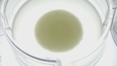 GlySelf - The sweet origin of the animal "self" featured image