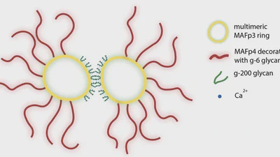 Proteomic analysis of the sponge Aggregation Factor implicates an ancient toolkit for allorecognition and adhesion in animals featured image