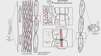 Molecular profiling of sponge deflation reveals an ancient relaxant-inflammatory response featured image